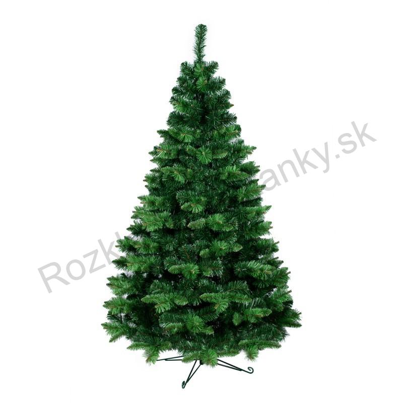 Borovica Lenka-220cm